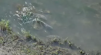 Yeşilırmak'ta Balık Resitali Amasyalıları Sevindirdi