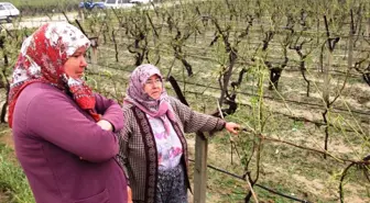 Dolu Sarıgöl'de Hasara Yol Açtı