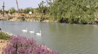 İstanbul'un En Büyük Botanik Parkı Açılıyor