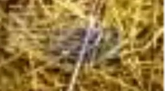 Liberal Düşünce Sayı: 57-58 Türkiye Anayasasını Arıyor Kitabı