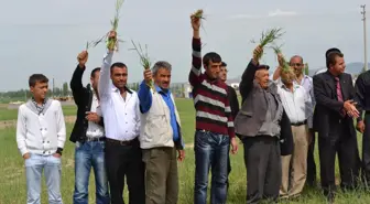 Niğde'de Sulanmayan Buğdaylar Tehlike Altında