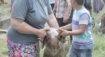 İslahiye'de Kuyuya Düşen Koyunu İtfaiye Kurtardı