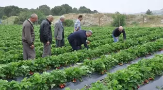 Manisa'da Alternatif Ürün Çilek