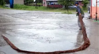 Su Borusunda Kök Salan Ağaç, İlçeyi Susuz Bıraktı