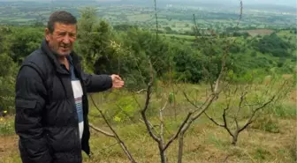 Aşırı Yağışlar Şeftali Ağaçlarını Kuruttu