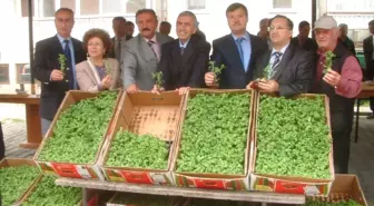 Çiftçlere Ücretsiz Stevia Fidesi Dağıtıldı