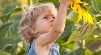 Ayçekirdeği Demir İçeriği Zengin bir Gıda mı?