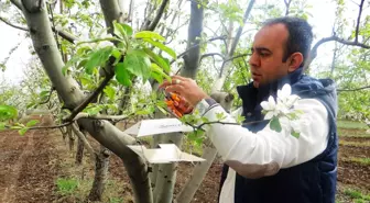 Iğdır'da Elma Kurdu Uyarısı