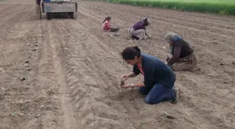 Karaman'da Karpuz Demonstrasyonu