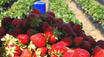 Çilek Tadında İhracat