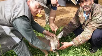 Yaralı Bulunan Karaca Doğaya Bırakıldı