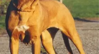 Müdürlükten Tehlikeli Köpek Uyarısı