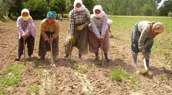Aydın'da Pamuk Çapalama Yevmiyesi 30 TL