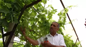 Sarıgöl Ziraat Odası'ndan Örtü Projesi Hazırlığı