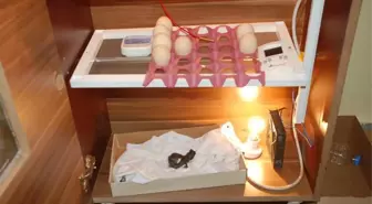 Öğrenciler, Dolaptan Yaptıkları Kuluçka Makinesi ile Civciv Üretti