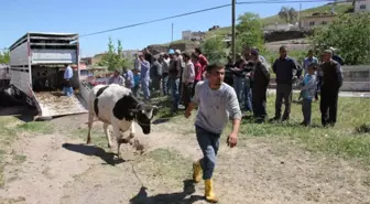 Nevşehir'de Üreticilere Gebe Düve Dağıtıldı
