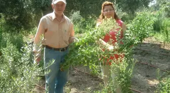 Burhaniye'de Stevia Bitkisi Büyük İlgi Gördü