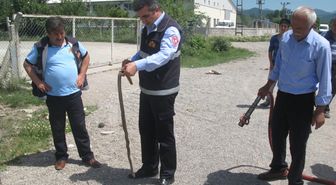 Otomobilden Yılan Çıkartma Operasyonu
