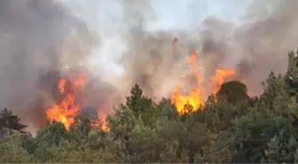 Milas'ta Tarım Arazisinde Yangın