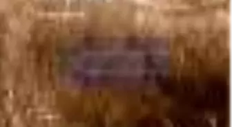 Mutluluk Peşinde - Toplu Şiirler Kitabı