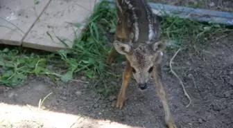 Yavru Karaca Koruma Altına Alındı