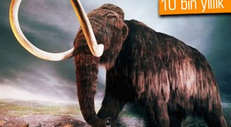10 Bin Yıllık Fosilden Mamut Klonlanacak