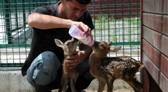 Giresun'da Yavru Karacalar Koruma Altında