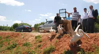 Rehabilitasyon Süreci Sona Eren 4 Pelikan Doğaya Bırakıldı