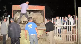 İhtiyaç Sahiplerine 171 Koyun Dağıtıldı