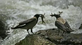 'İnci Kefalı Göçü' Fotoğraf ve Kısa Film Yarışma Sonuçları Açıklandı