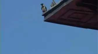 Kargalarla Başı Dertte