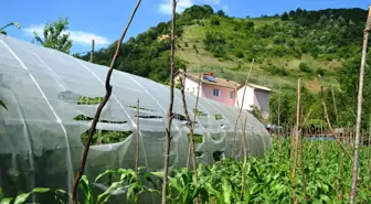 Kozcağız'da Seralara Zarar Verildi