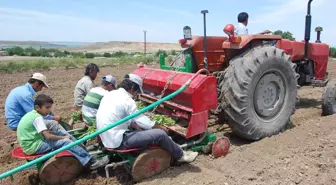 Samsat'ta Tütün Ekimi Hızla Yaygınlaşıyor