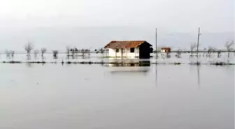 Almanya'da Sel