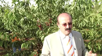 Kirazda Rekolte Tahmini Yapılamıyor