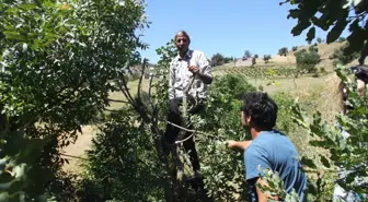 Menengiç Ağaçlarının Meyvesi Antep Fıstığı Olacak