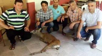 Yaralı Karaca Uyutuldu