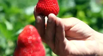 Ahlat'ta Çilek Hasadı Başladı