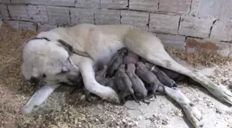 Kangal Köpeği, 20 Yavru Doğurdu