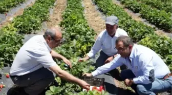 Ahlat'ta Çilek Hasadı Başladı