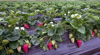 Çilek Fideleri Meyve Vermeye Başladı