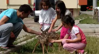 2 Yavru Karacayı Çakalın Önünden Aldı
