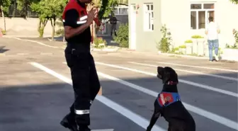 Törene Eğitimli Köpekler Damgasını Vurdu