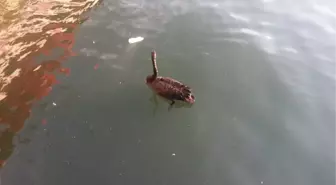 (Özel Haber) Deniz Polisinin Siyah Kuğu Nöbeti