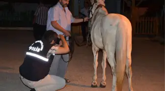 Atını Isıran Köpekten Şikayetçi Oldu