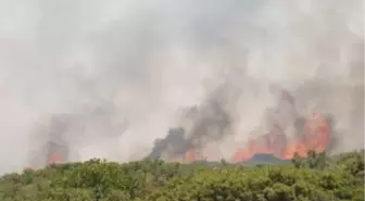 Söke'deki Makilik Alan Yangını