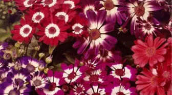 Tekirdağ'dan Kısa Kısa