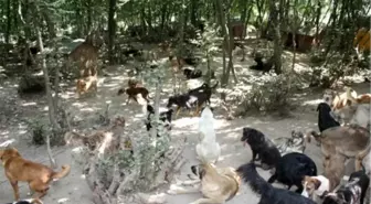 Bu Barınakta Köpekler Daha Özgür