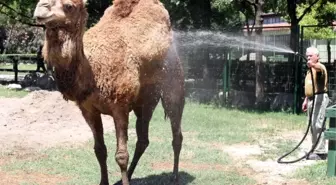 (Özel Haber) Hayvanat Bahçesi Sakinlerinin Soğuk Meyve Keyfi