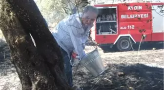 Aydın'da Zeytinlik Yangını